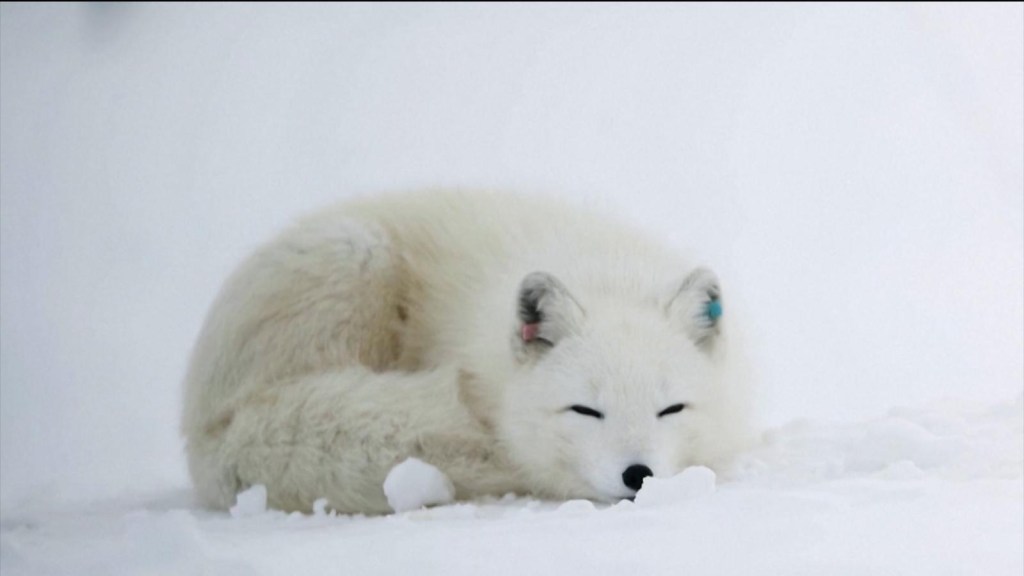 El momento en que reintroducen 5 zorros del ártico a su hábitat