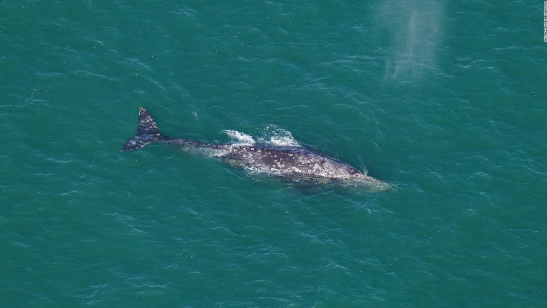 Esto no ha sucedido en 200 años: una ballena gris en el océano Atlántico