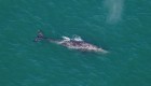 Esto no ha sucedido en 200 años: una ballena gris en el océano Atlántico