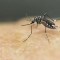Argentina sufre brote de dengue desde comienzo del año