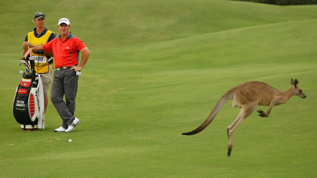 Cientos de canguros interrumpieron un juego golf en Australia