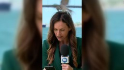 Una reportera es atacada por aves en vivo