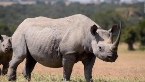 Demasiados rinocerontes, el nuevo problema inusual en Kenia