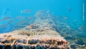 Arrecifes de coral híbridos: una solución para proteger las costas