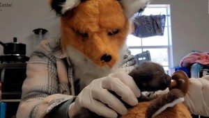 Rescató a una cría de zorro y usa una máscara para que no se acostumbre a los humanos