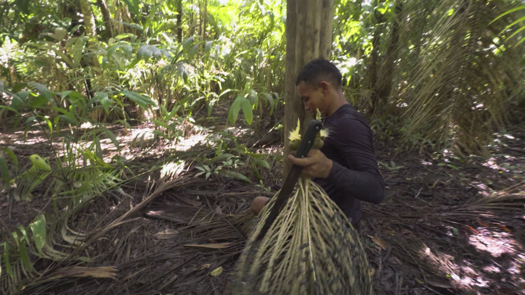 El lado oscuro de la recolección de asaí en el Amazonas