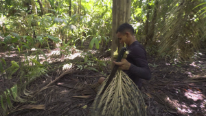 El lado oscuro de la recolección de asaí en el Amazonas