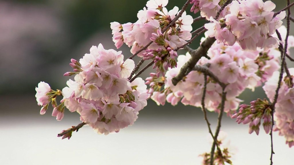 Los cerezos en flor en Washington anuncian la llegada de la primavera
