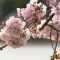 Los cerezos en flor en Washington anuncian la llegada de la primavera