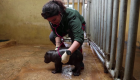 Nace un hipopótamo pigmeo en peligro de extinción en Atenas