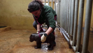 Nace un hipopótamo pigmeo en peligro de extinción en Atenas