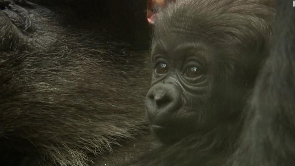 Bebé gorila cautiva en el Zoológico de Londres
