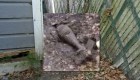 El sorprendente hallazgo de un perro en un patio de la Florida