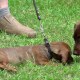 ¿Prohíben al perro salchicha en Alemania?