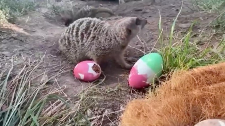 Zoológico de Chile les regaló huevos de pascuas a sus animales