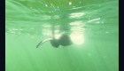 Detectan un inusual comportamiento en la vida marina de Florida