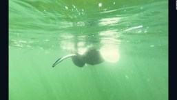 Detectan un inusual comportamiento en la vida marina de Florida