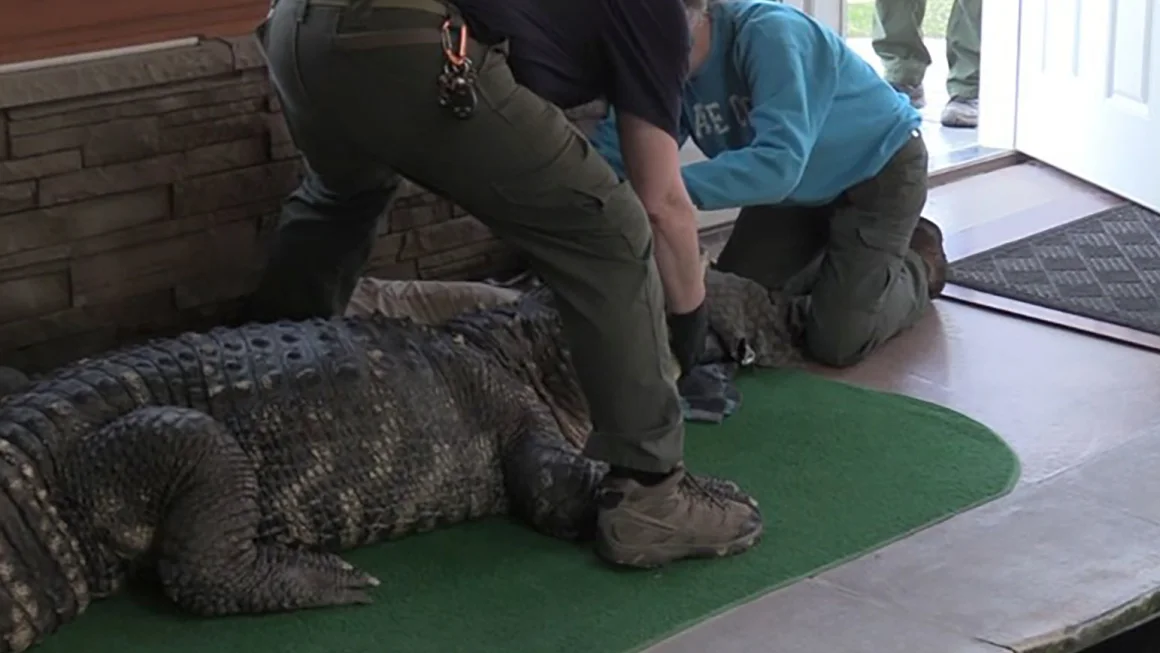 Authorities seized Albert, a 350kg alligator, from his home in New York.
