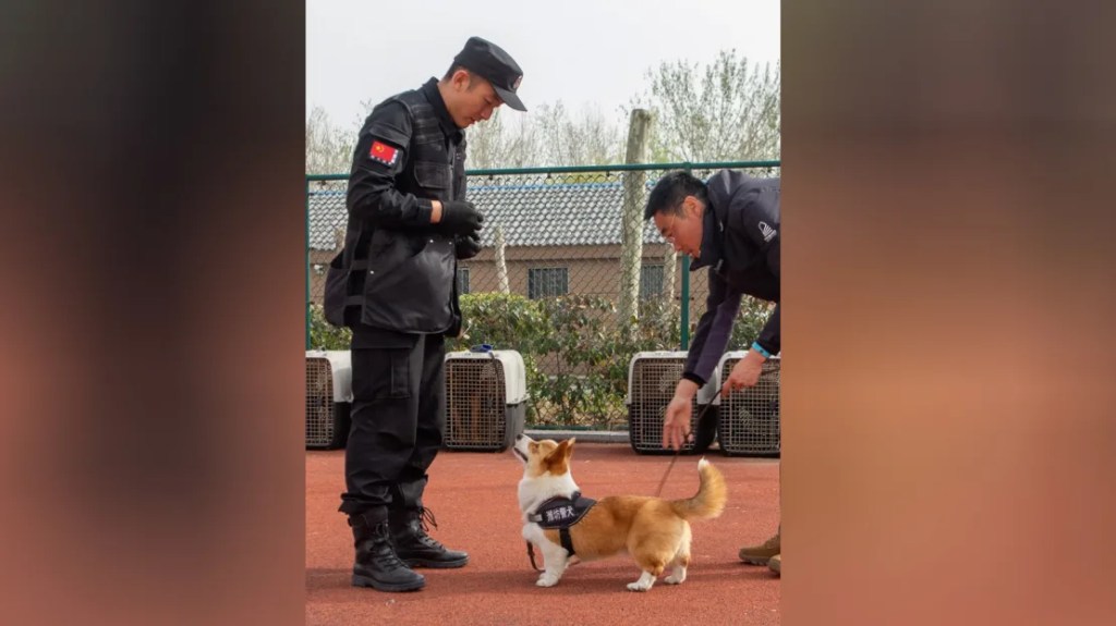 Fuzai entrena dos veces al día en lecciones de obediencia, detección de explosivos, rastreo de olores y más. (Oficina de seguridad pública de Weifang/Douyin)