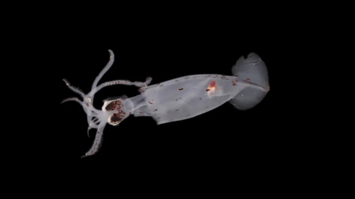 Para ilmuwan telah menemukan 100 spesies baru yang potensial di laut dalam, termasuk makhluk misterius