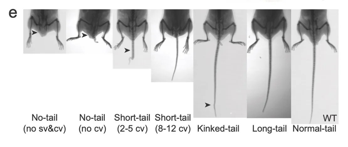 In the study, genetically modified mice had tails of varying lengths: from no tails to long tails.  (Credit: Itai Yanai)