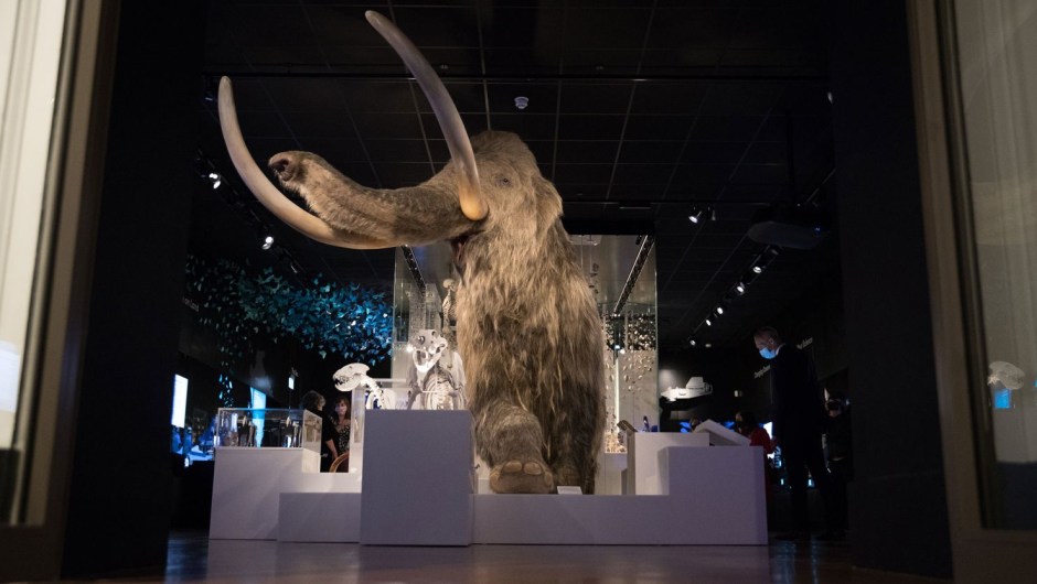 Vista de un mamut lanudo de tamaño natural expuesto en el museo The Box de Plymouth, Reino Unido. (Crédito: Andrew Matthews/PA Images/Getty Images)