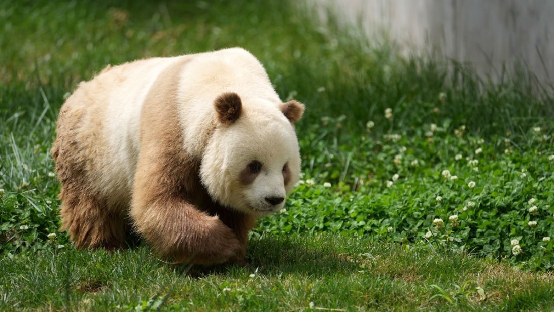 Qizai, un panda gigante marrón en cautiverio que estuvo en el centro del estudio científico, visto el 28 de mayo de 2021. Li Yibo/Xinhua/Getty Images