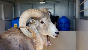 En la foto aparece una oveja apodada Montana Mountain King que era parte de un plan ilegal para crear grandes especies híbridas de ovejas salvajes para venderlas en cotos de caza en Texas. (Crédito: Montana Fish Wildlife/AP)