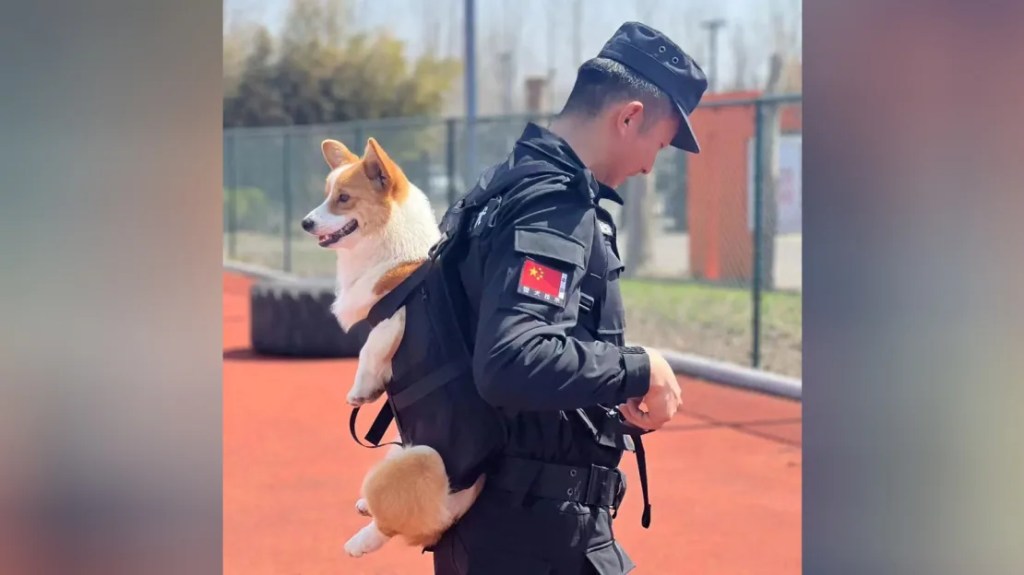 Fuzai es un perro policía de reserva y comenzó a entrenar cuando tenía dos meses, según los medios estatales. (Oficina de seguridad pública de Weifang/Douyin)