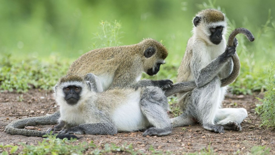 Las colas son útiles de muchas maneras, pero -a diferencia de estos monos vervet fotografiados en el Parque Nacional del Lago Mburo, en Uganda- los parientes primates más cercanos de los humanos las perdieron hace unos 25 millones de años. (imageBROKER/Shutterstock)