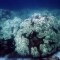 "Cementerios submarinos" causados por el calentamiento oceánico