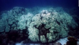 "Cementerios submarinos" causados por el calentamiento oceánico