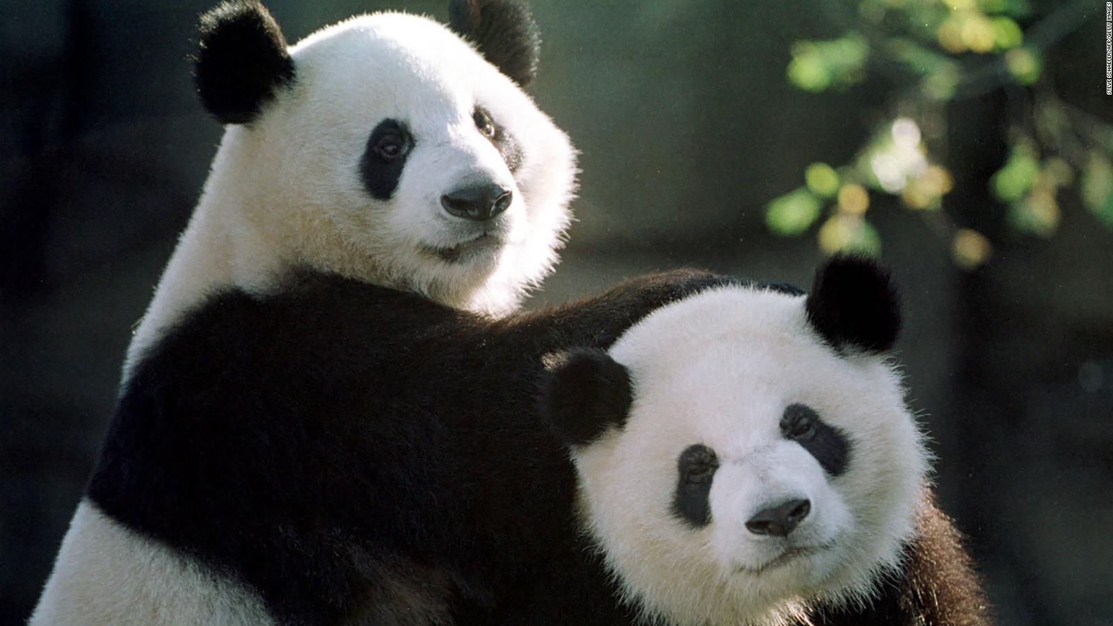 China confirma que enviará dos pandas al Zoológico de San Diego en
EE.UU.