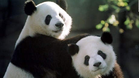 China enviará dos pandas al Zoológico de San Diego en EE.UU.