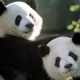 China enviará dos pandas al Zoológico de San Diego en EE.UU.