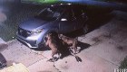 Video muestra a unos perros destrozar un coche en Florida