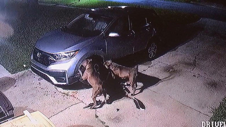 Video muestra a unos perros destrozar un coche en Florida