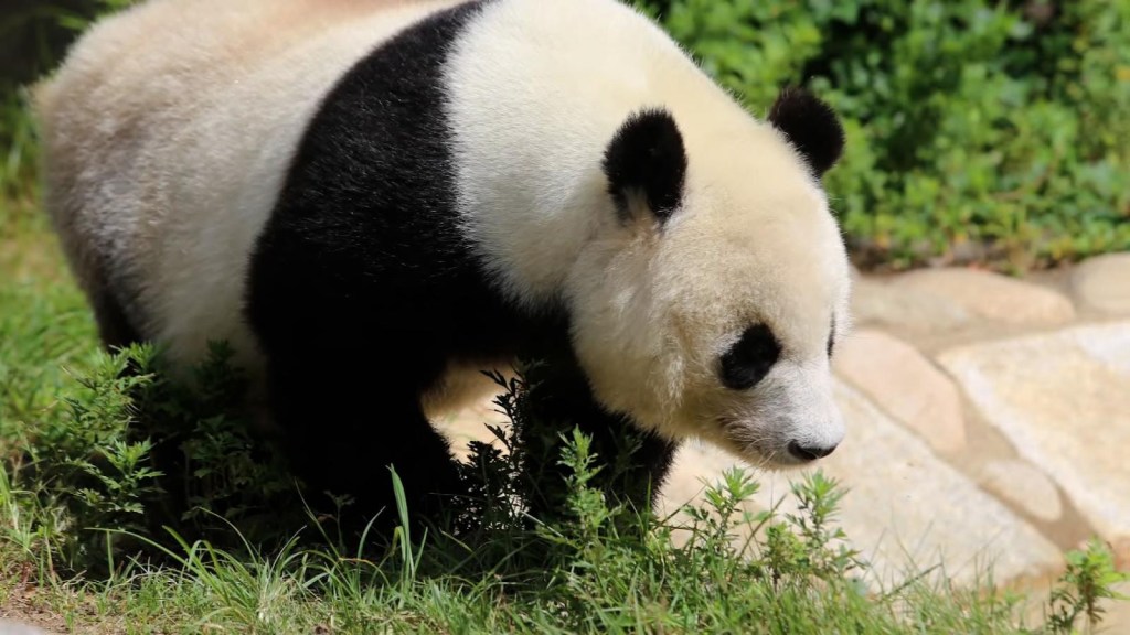 Muere Tan Tan, la panda más vieja de Japón