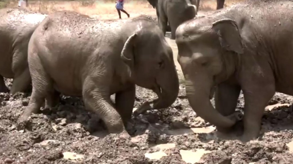 Elefantes rescatados se dan un chapuzón en piscinas de barro