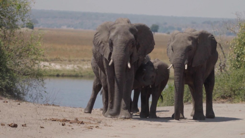 ¿Por que podrian mandar 20.000 elefantes a Alemania?