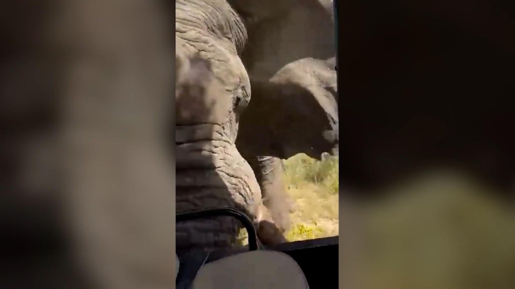 Turista estadounidense muere tras ser embestida por un elefante en Zambia