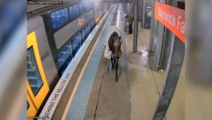 Caballo irrumpe en estación de tren en Australia