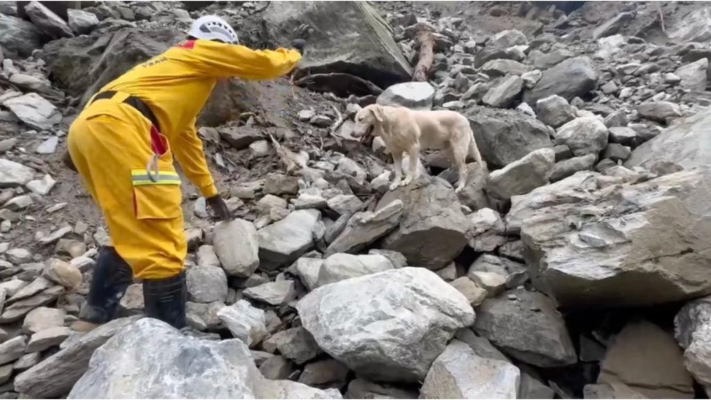 Roger, el perro estrella, tras su respuesta al terremoto de Taiwán