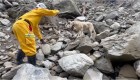 Roger, el perro estrella, tras su respuesta al terremoto de Taiwán