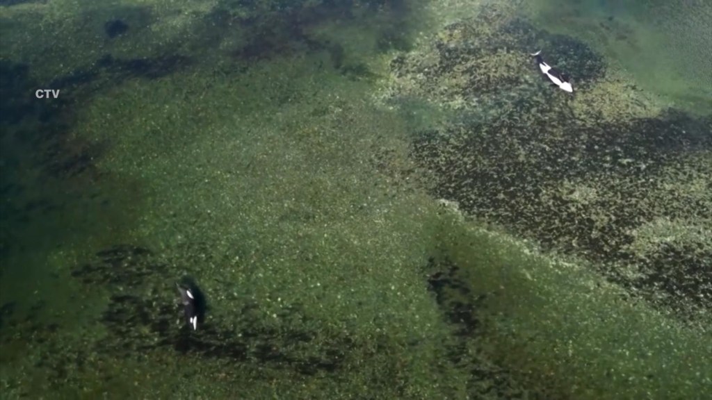 Así fue el fallido rescate de esta orca bebé atrapada en una laguna