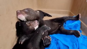 16 cachorros de oso se recuperan de un comerciante ilegal