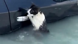 Así fue el rescate de un gato atrapado en las inundaciones en Dubai