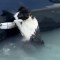 Así fue el rescate de un gato atrapado en las inundaciones en Dubai