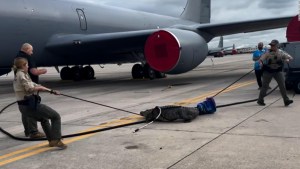 Así luchan con un caimán en una base de la Fuerza Aérea en Florida