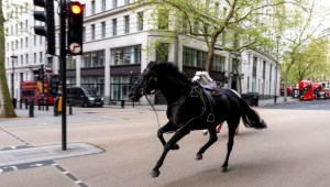 Dos caballos sueltos revolucionan las calles de Londres